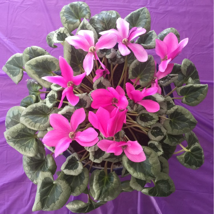 plant image 566324