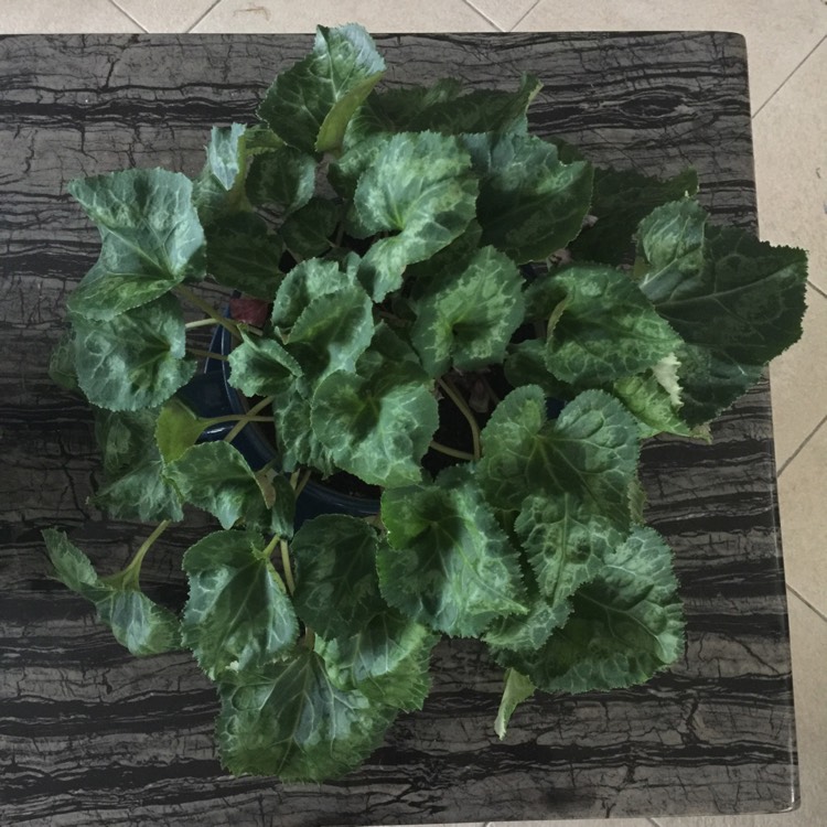 plant image 566833