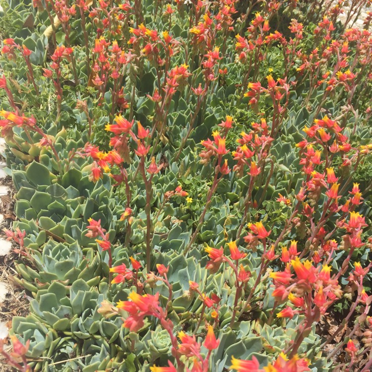 plant image 573819 plant image 573819