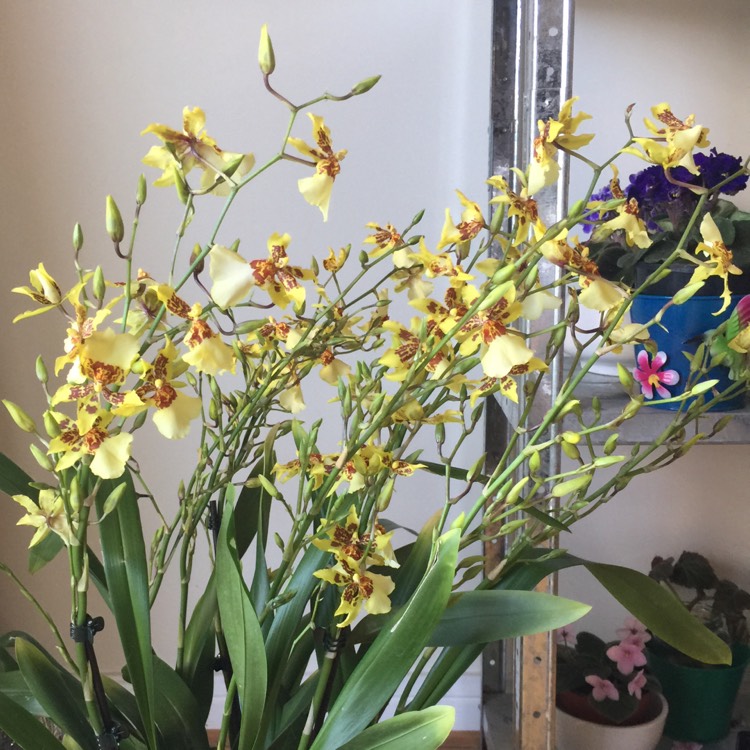 Plant image Oncidium 'Sweet Sugar'