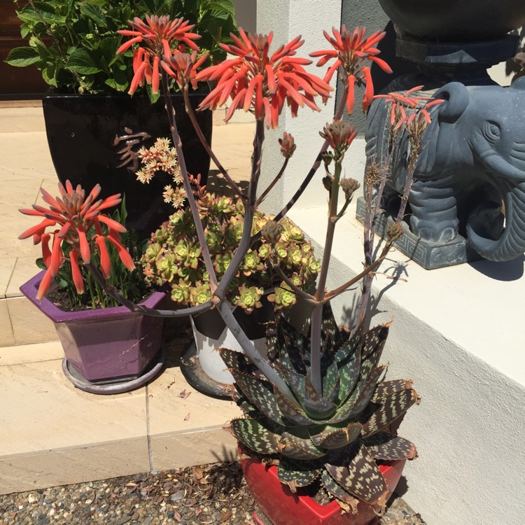Plant image Aloe