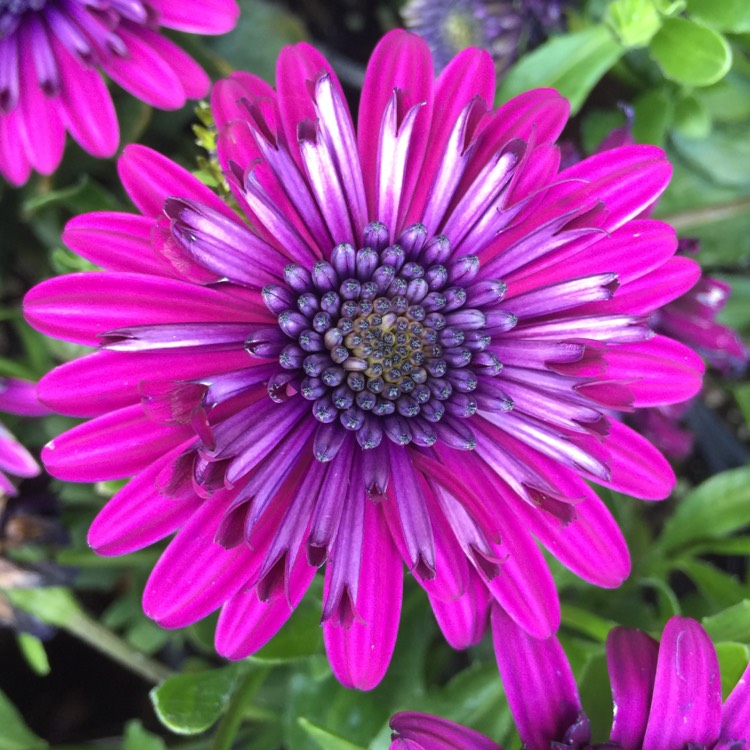Plant image Osteospermum 'Margarita White Spoon'