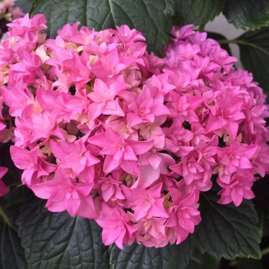 Hydrangea