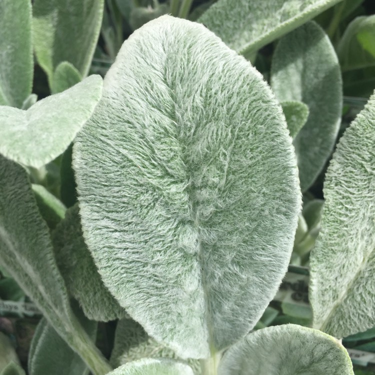 Plant image Stachys