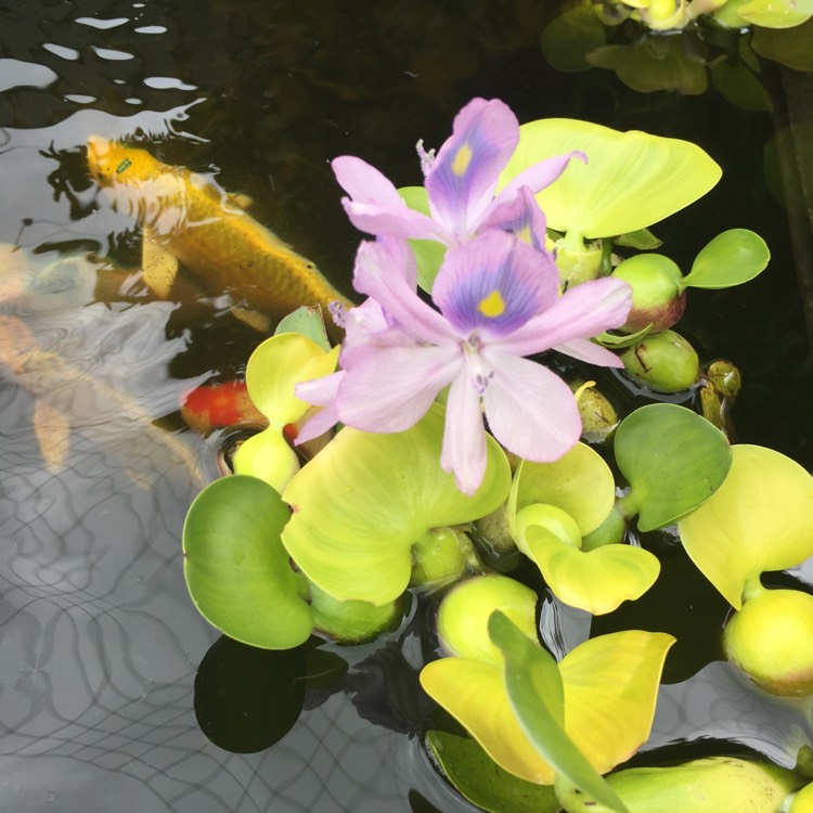 Plant image Eichhornia crassipes