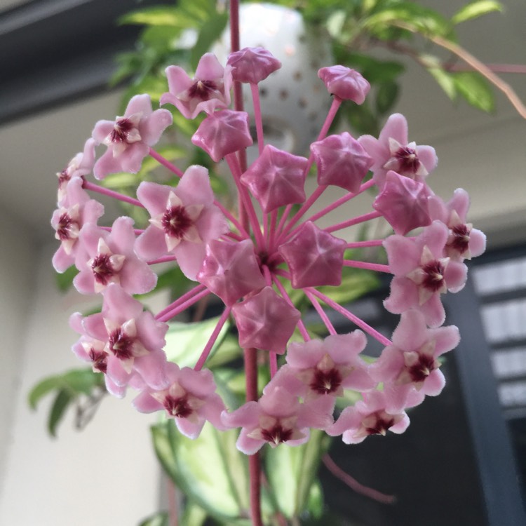 Plant image Hoya