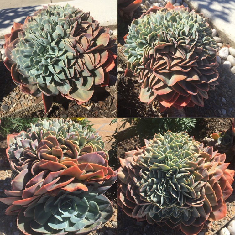 plant image 603667