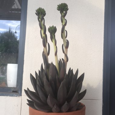 Echeveria