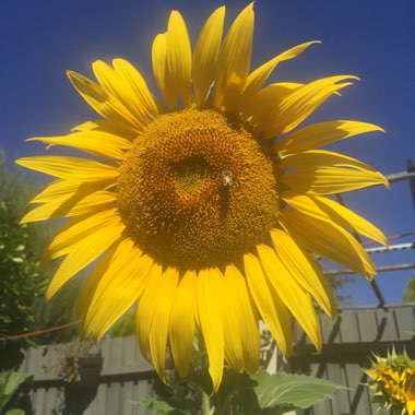 Helianthus annuus