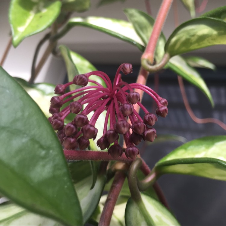 plant image 617259