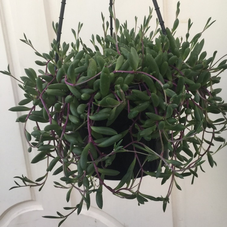Plant image Othonna Capensis