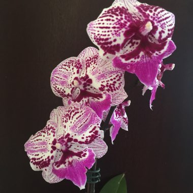 Phalaenopsis