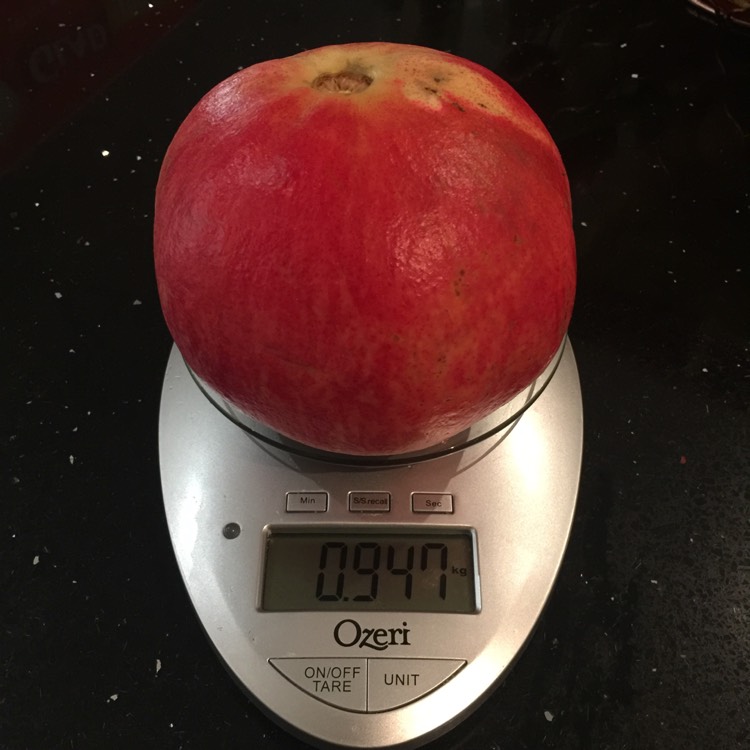 Plant image Punica granatum