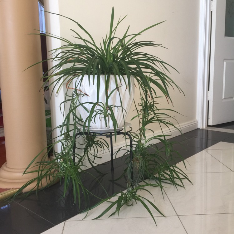 Plant image Chlorophytum viridescens 'Hawaiian'