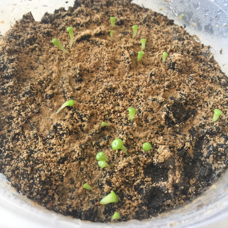 plant image 681902
