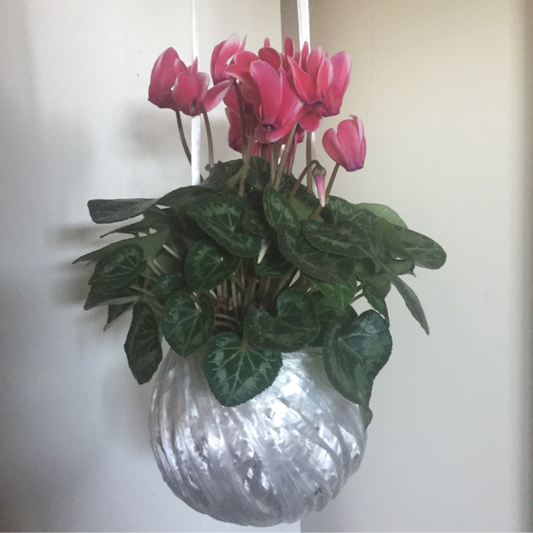 plant image 691164