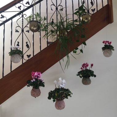 Cyclamen