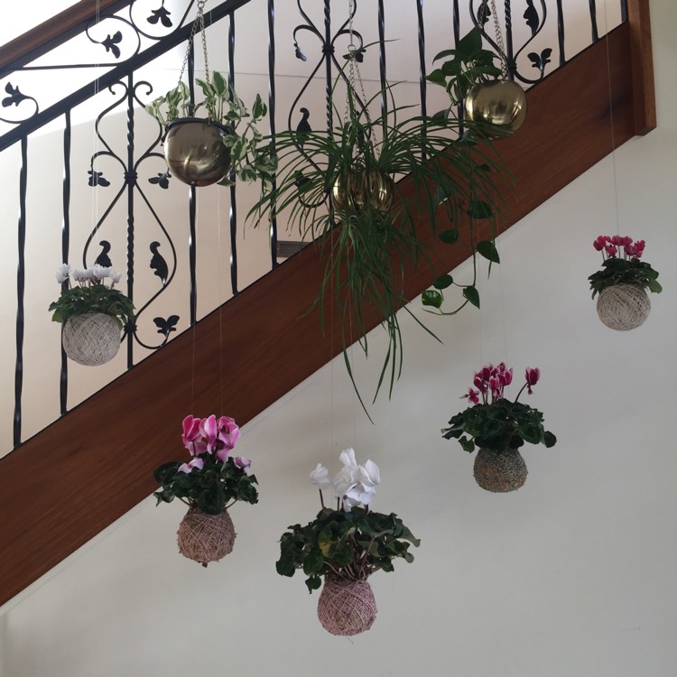 plant image 732082