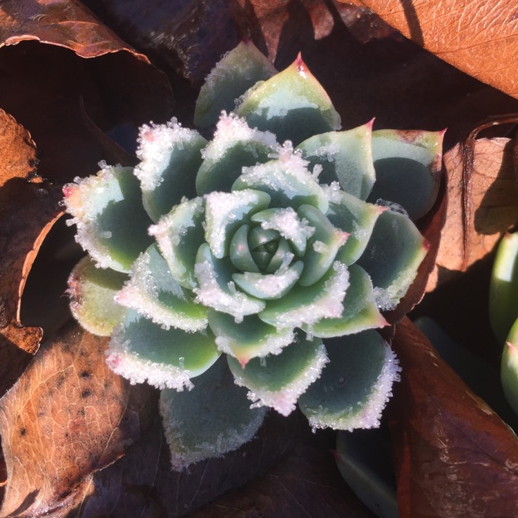 plant image 759416 plant image 759416