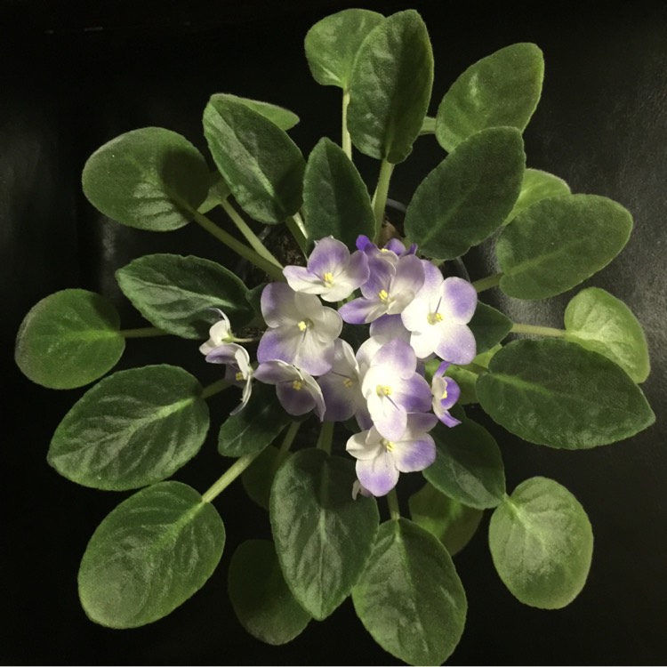 plant image 871197 plant image 871197