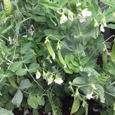 Pisum sativum var. saccharatum 'Oregon Giant'