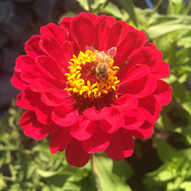plant image 927246