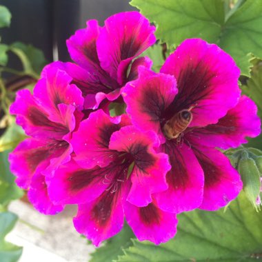 Cranesbill (Geranium)