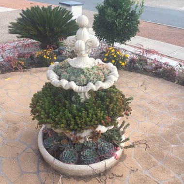 Vannary's garden