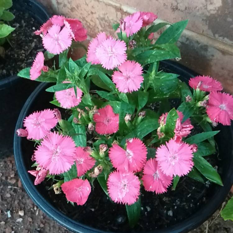 Plant image Dianthus chinensis x barbatus