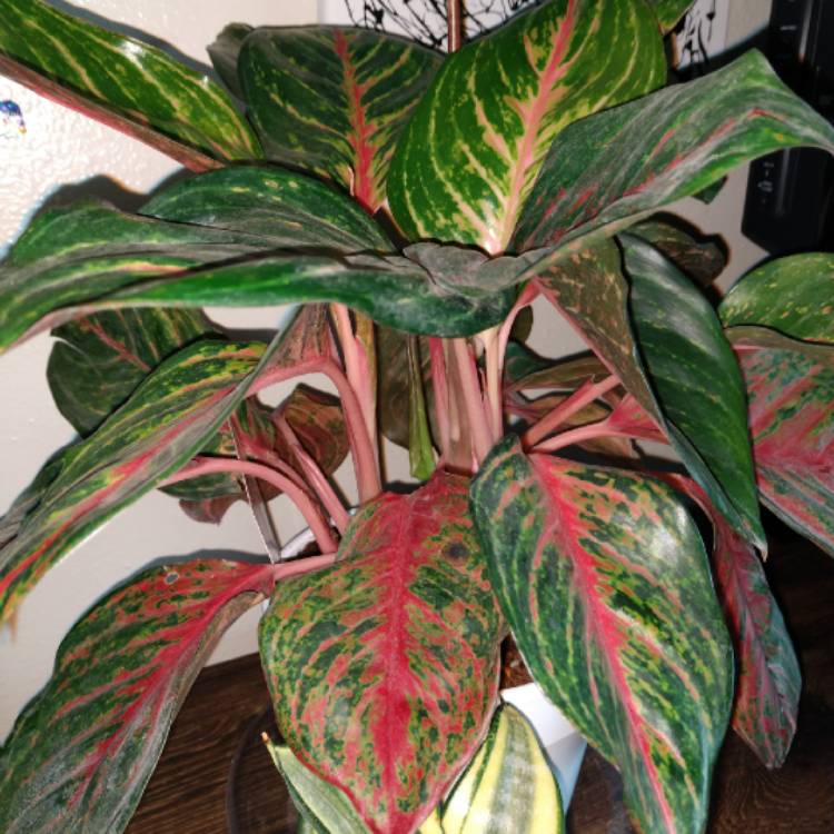 Plant image Aglaonema 'Red Petite'