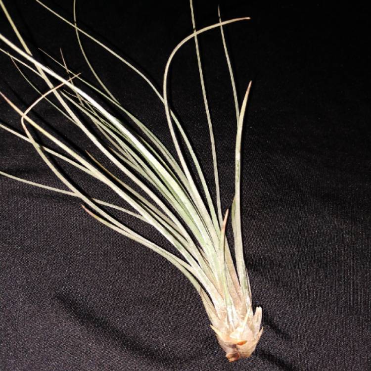 Plant image Tillandsia juncea