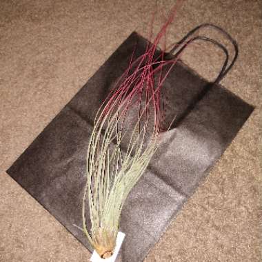 Tillandsia juncea