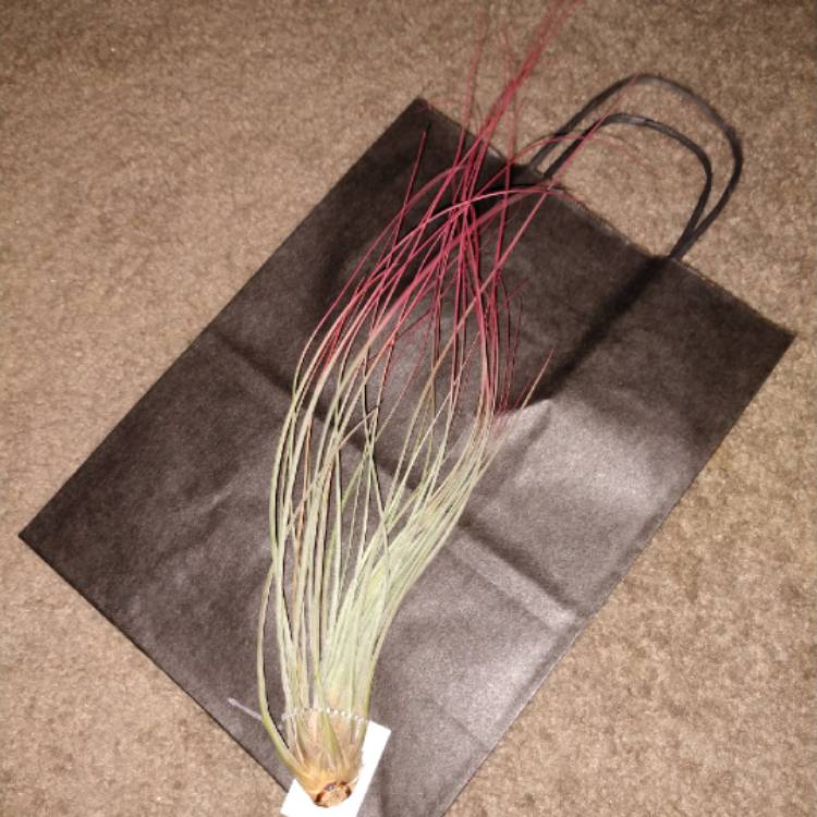 plant image 1062477