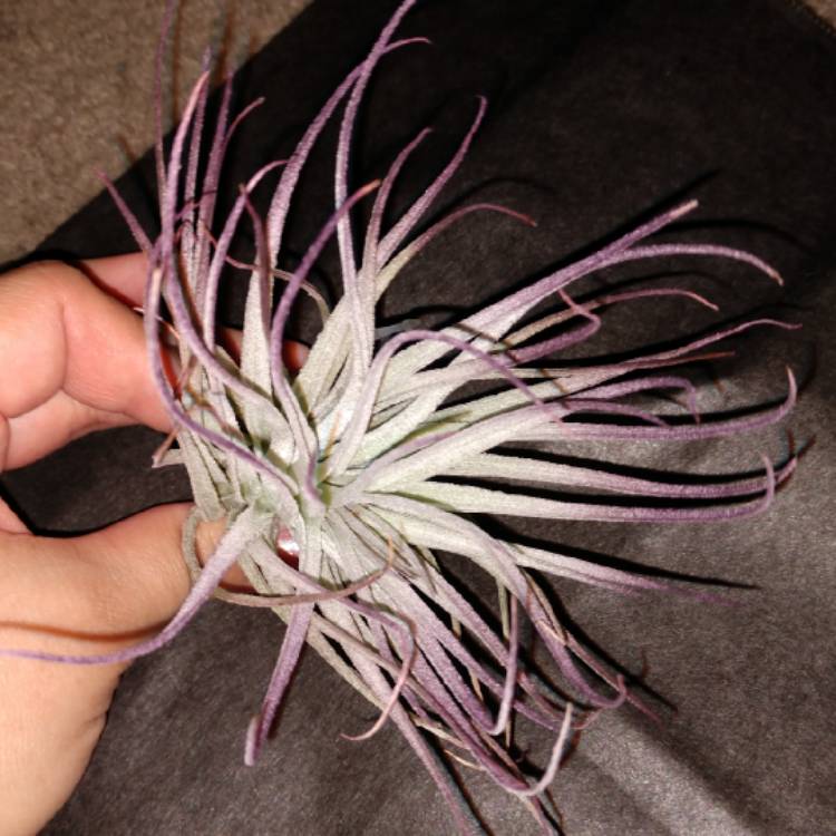 plant image 1062478