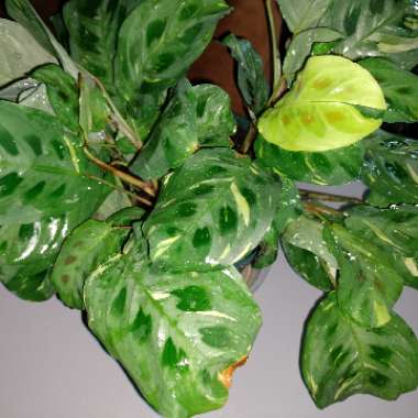 Maranta leuconeura kershoveana 'variegated'