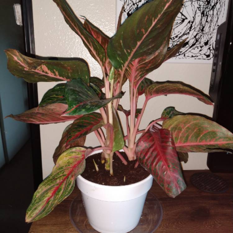 plant image 1216929