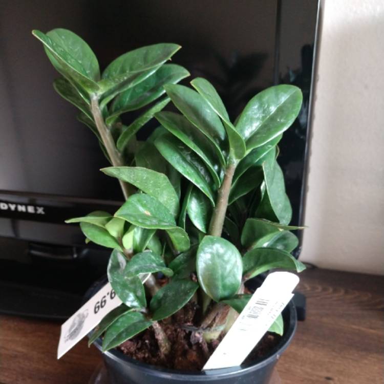 Plant image Zamioculcas zamiifolia 'Zenzi'