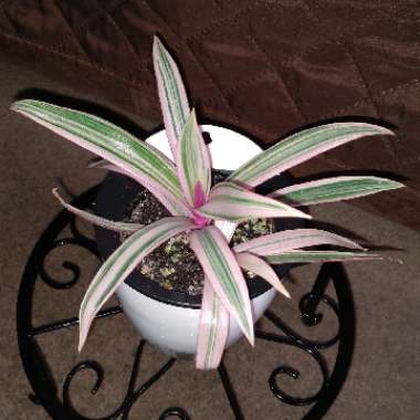 Tradescantia spathacea 'Versicolor' syn. Tradescantia spathacea 'Tricolor', Rhoeo spathacea 'Tricolor'