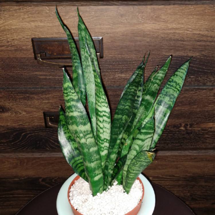 Plant image Sansevieria Black Coral