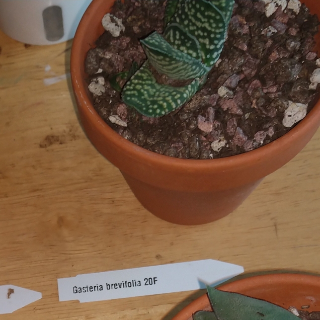 Plant image Gasteria Brevifolia Variegata
