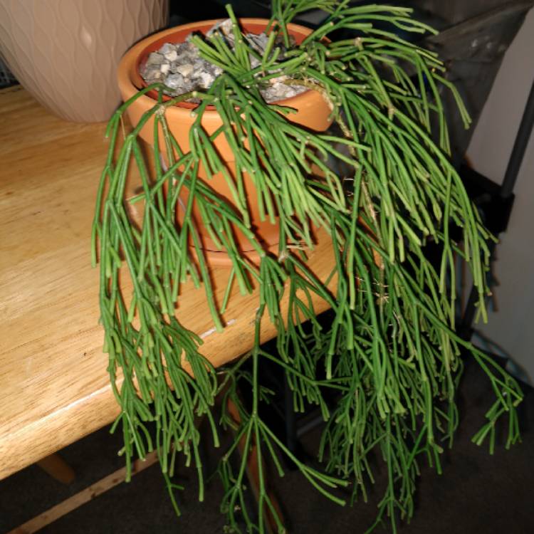 Plant image Rhipsalis Teres f. Capilliformis