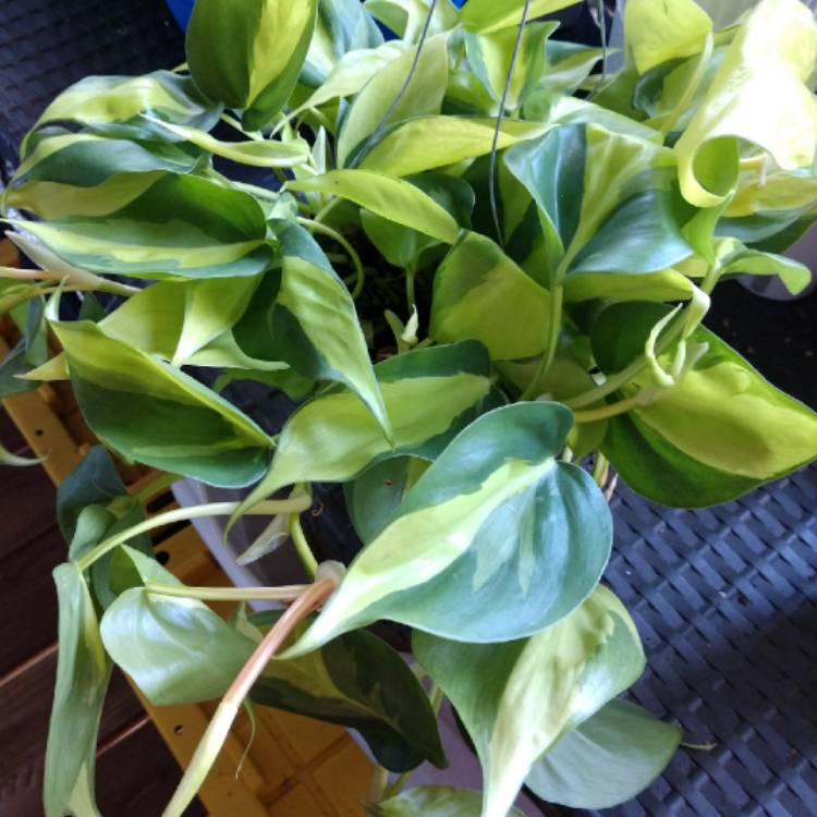 Plant image Philodendron cordatum 'Silver Stripe'
