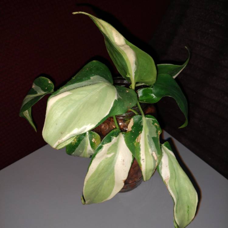 Plant image Philodendron cordatum 'Silver Stripe'