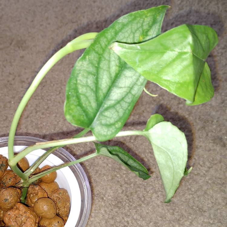 plant image 1366262