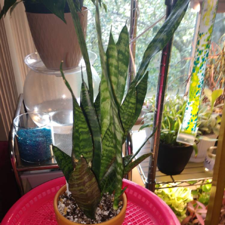 plant image 1366828