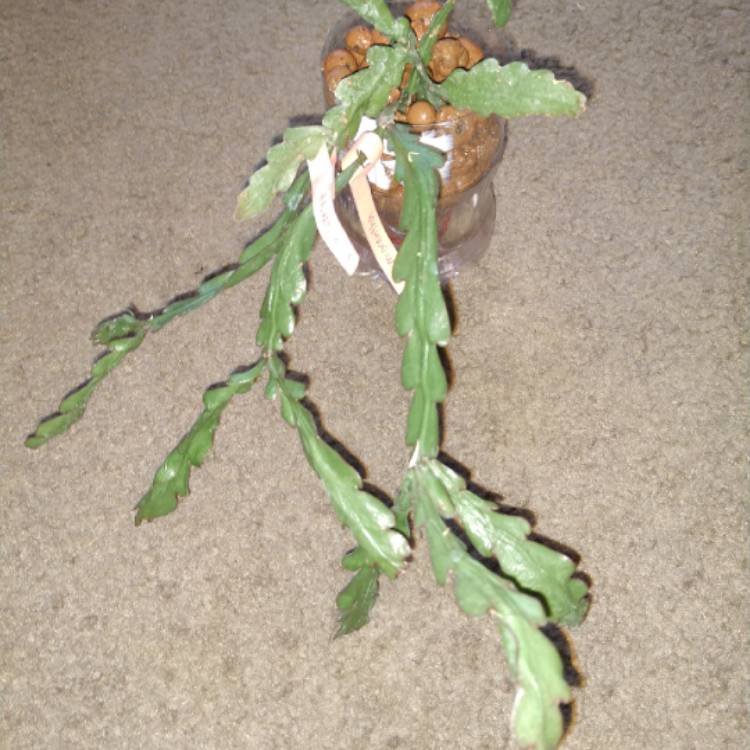 Plant image Rhipsalis Microcantha