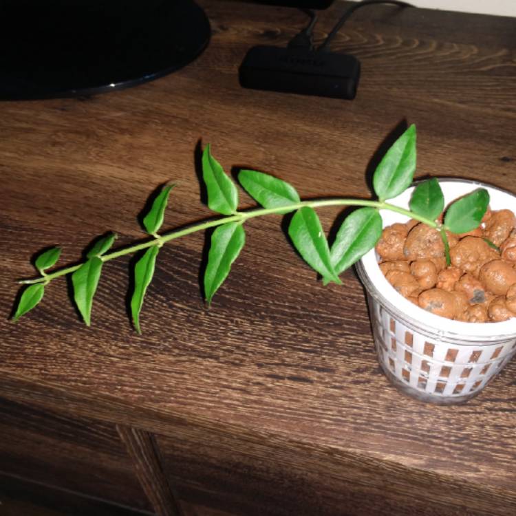 plant image 1371017