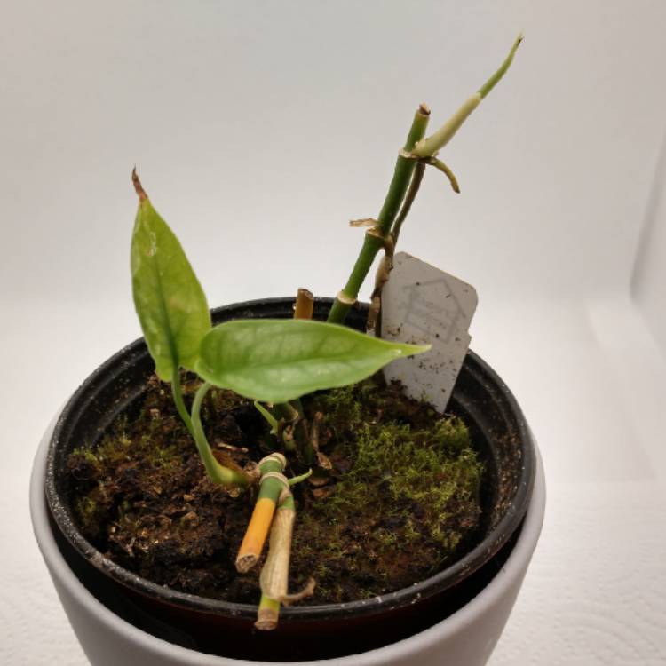 plant image 1443197