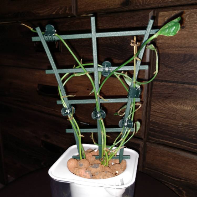 plant image 1443198