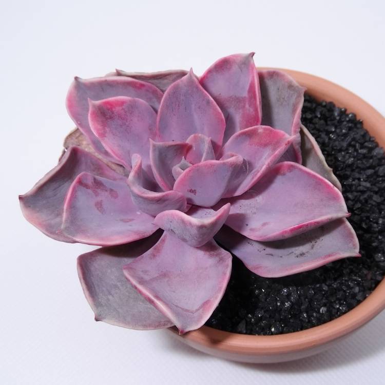 Plant image Echeveria Rainbow